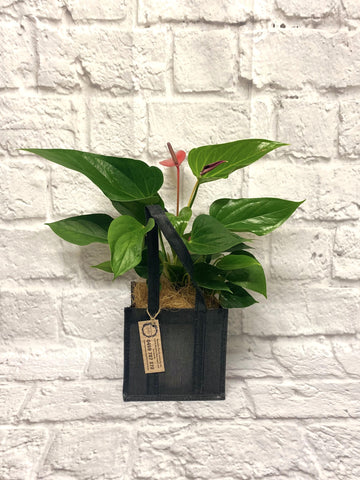 Anthurium in Jute Tote