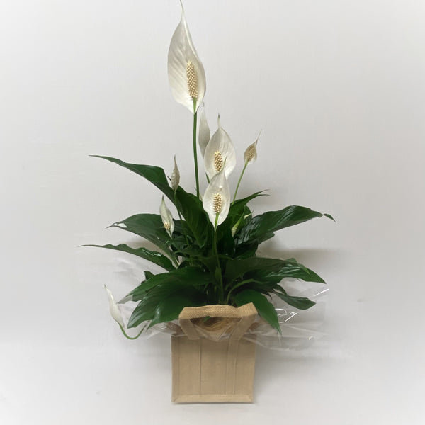 Peace Lily In Jute Tote
