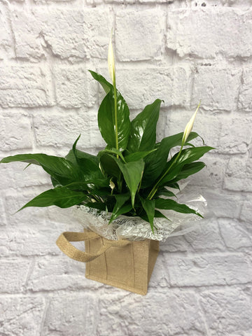 Peace Lily In Jute Tote